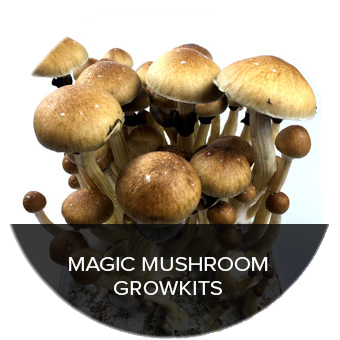 mushroom-growkits, How to Maximize the Potency of Your Shroom Grow Kit