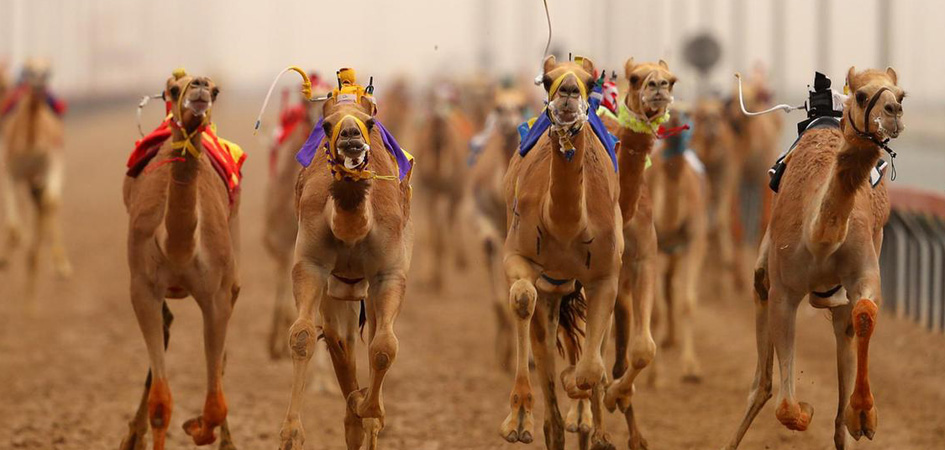 Royal win fires up Al Bashayer Camel Racing Festival, camel racing oman