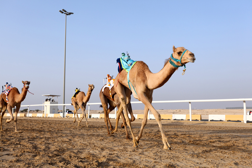 Camel Racing Oman An Adventurous Attraction