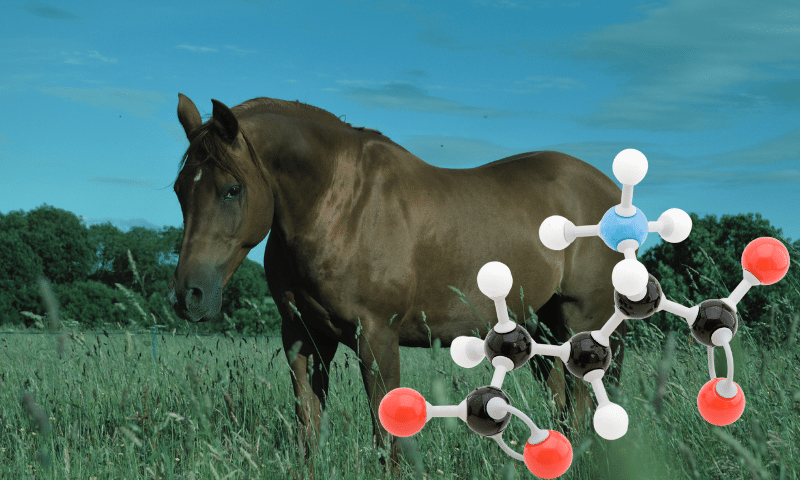 amino acids and horses, Amino Acids, Amino Acids In Horses, amino acid supplements, amino acids, equine health, essential amino acids, Horse Care, horse health, horse supplements, lysine, methionine