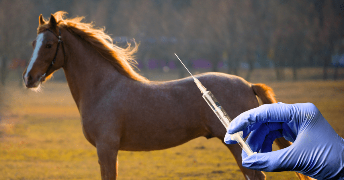 Injectable supplements for horses, veterinary supplements, adequan, horse supplements, legend, mobile equine veterinarian, pentosan, polyglycan