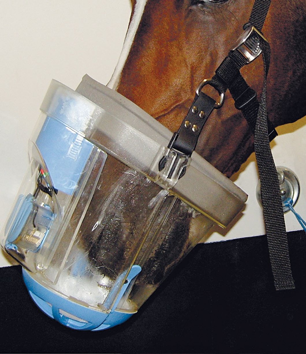 Oral Anabolic Steroids for Horses, Oral Anabolic Steroids, Anabolic Steroids, muscular horse,